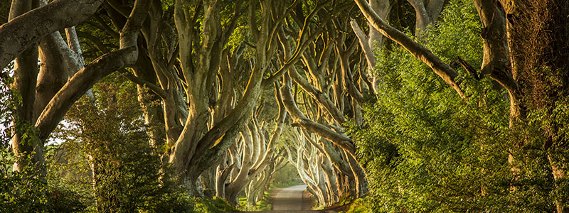 The Dark Hedges
